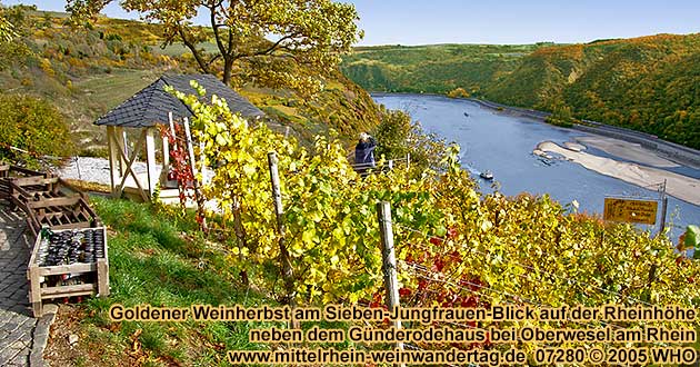 Goldener Weinherbst am Sieben-Jungfrauen-Blick auf der Rheinhhe neben dem Gnderodehaus bei Oberwesel am Rhein