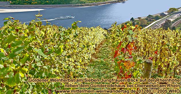 Goldener Weinherbst am Sieben-Jungfrauen-Blick auf der Rheinhöhe neben dem Günderodehaus bei Oberwesel am Rhein