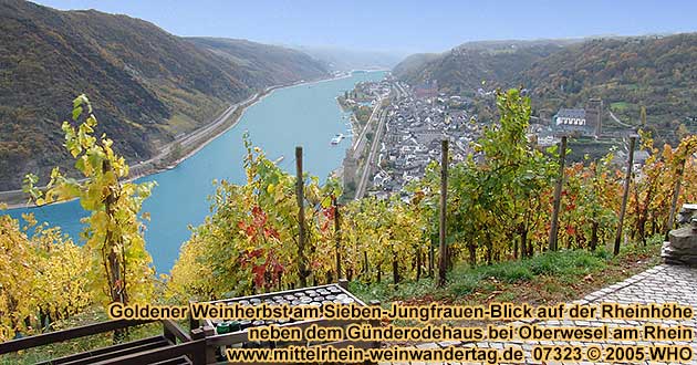Goldener Weinherbst am Sieben-Jungfrauen-Blick auf der Rheinhöhe neben dem Günderodehaus bei Oberwesel am Rhein