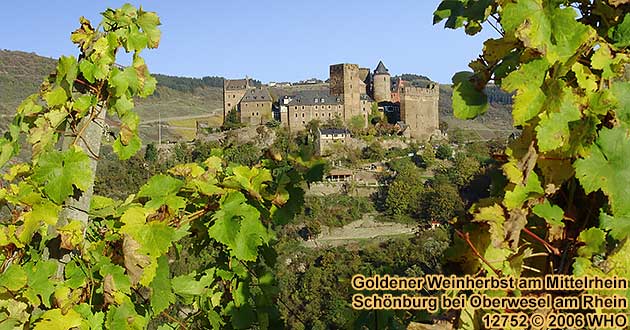 Schnburg bei Oberwesel am Rhein. Goldener Weinherbst am Mittelrhein.